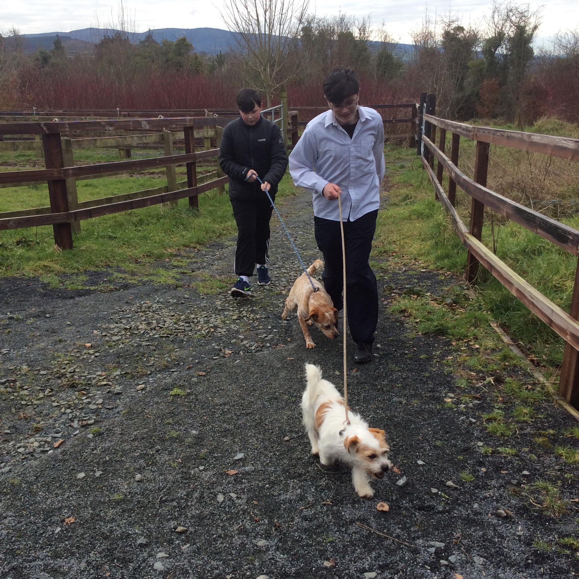 Limerick Animal Welfare Centre – Nenagh College Limerick Animal Welfare Centre – Nenagh College