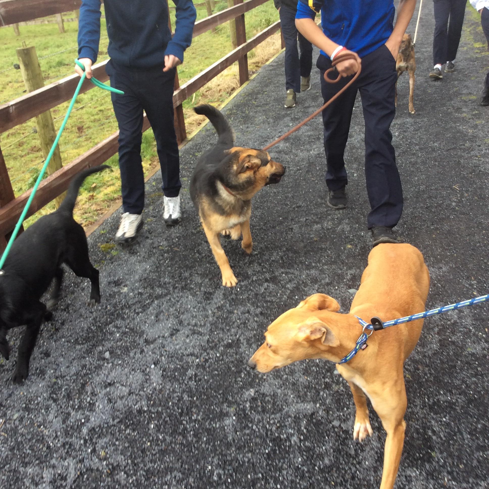 Limerick Animal Welfare Centre – Nenagh College