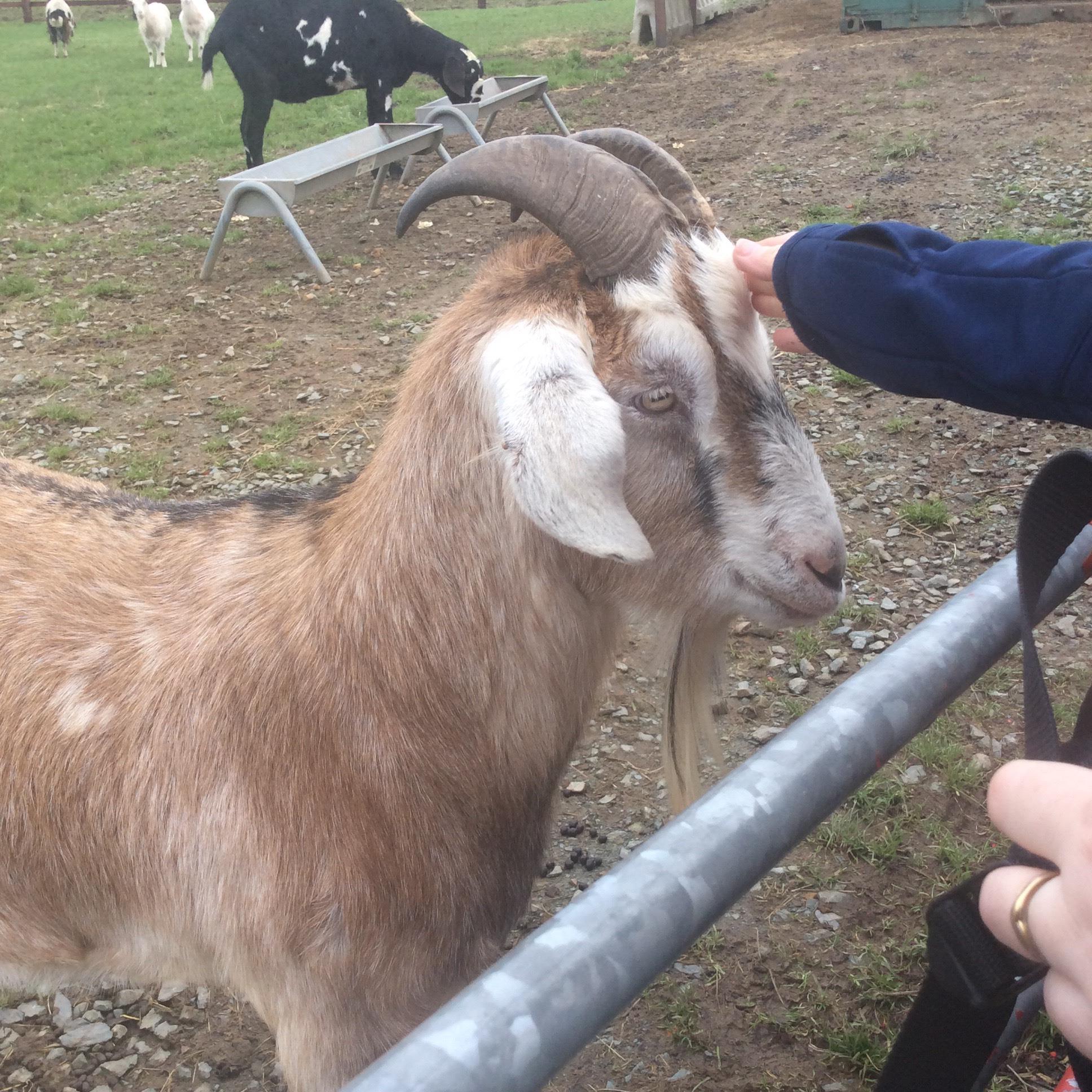 Limerick Animal Welfare Centre – Nenagh College Limerick Animal Welfare Centre – Nenagh College